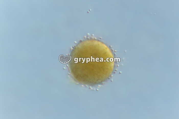 Fucus - Fécondation d'une oosphère par des anthérozoïdes x75 - gryphea.org